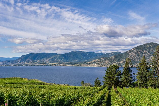 Weinrebenreihen führen hinab in die Sommerlandschaft des Sees