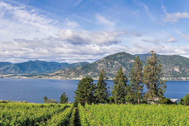 Weinrebenreihen führen hinab in die Sommerlandschaft des Sees