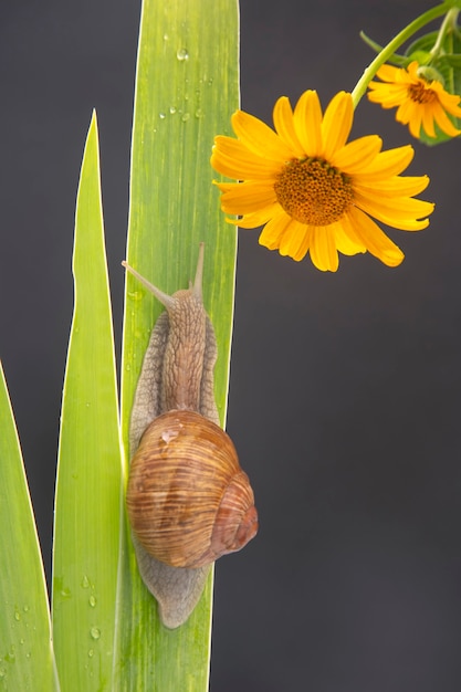 Weinschnecke kriecht auf grünen Blättern. Weichtiere und Wirbellose. Delikatesse Fleisch und Gourmet-Essen.