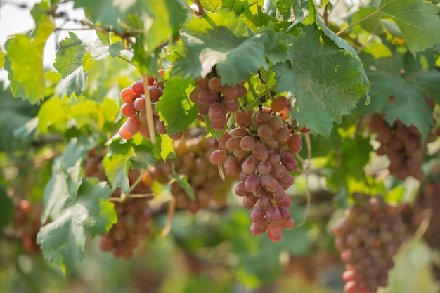 Weinstock und Weintraube im Garten des Weinbergs.