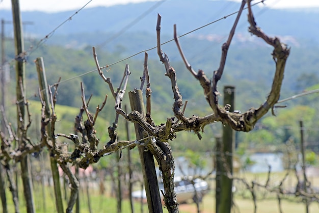 Weinstocknahaufnahme in der Ruhezeit