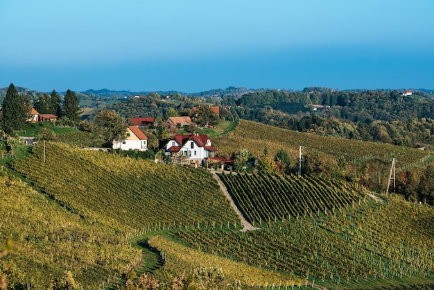 Weinstraße Maribor Slowenien