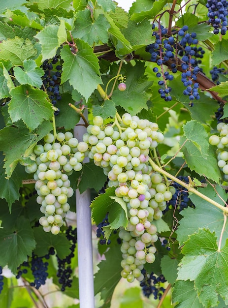 Weintraube mit grünen Weinblättern im Korb auf Holztisch