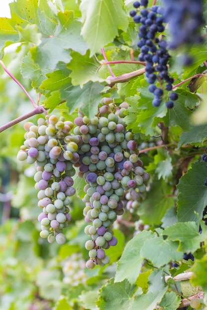 Weintraube mit grünen Weinblättern im Korb auf Holztisch