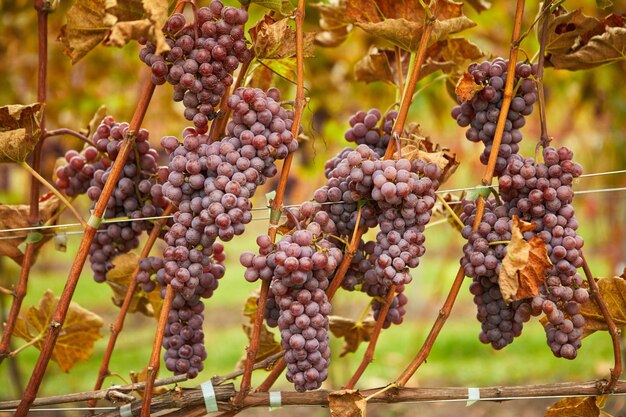 Weintrauben auf der Plantage im Herbst