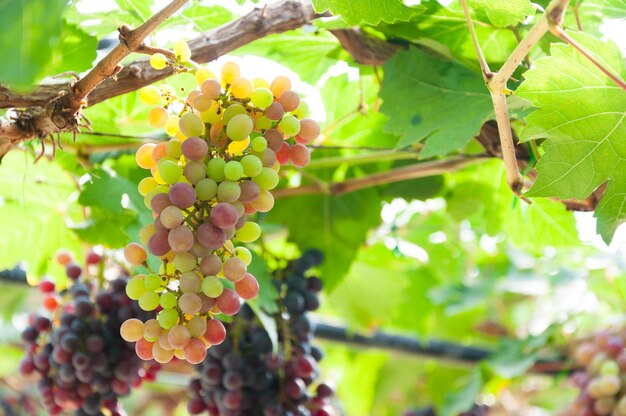 Weintrauben, die an der Rebe mit grünen Blättern im Garten hängen