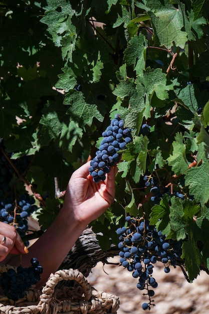 Weintrauben im Weinberg bereit für die Ernte