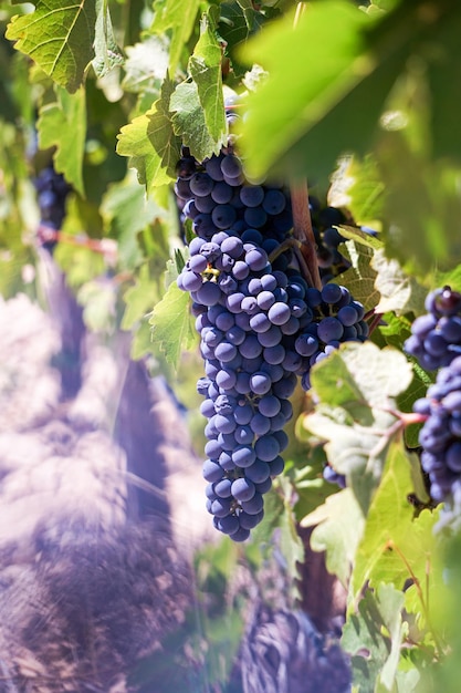 Weintrauben im Weinberg bereit für die Ernte