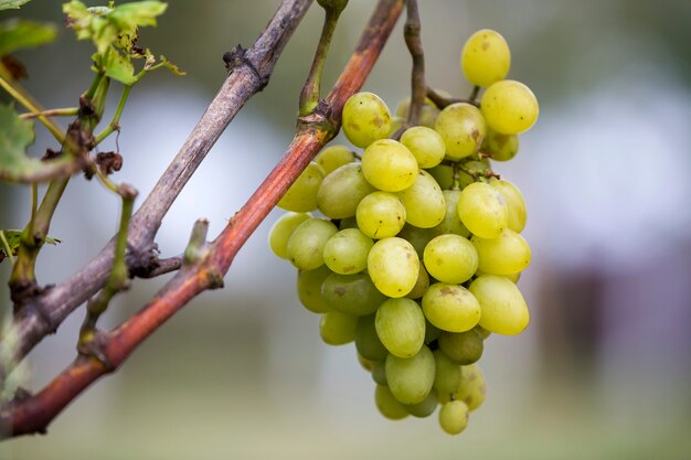 Weinzweig mit grünen Blättern und gelber reifer Traube