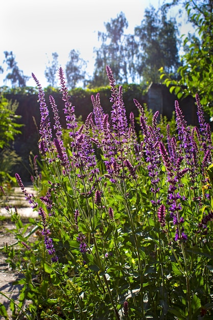 Weise Blume im Sommer im Garten