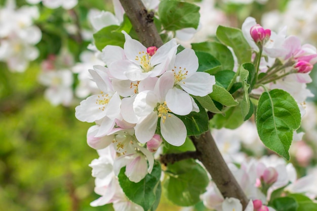 Weiß blühende Apfelbäume im Sonnenlicht Frühlingssaison