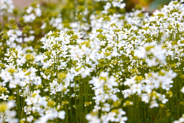 Weiß blühende Pflanzen blühen auf der Wiese. Traditionelle Medizin