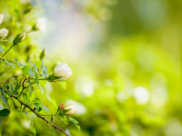 Weiß blühende wilde Rose Sommer natürlichen grünen Hintergrund kopieren Raum