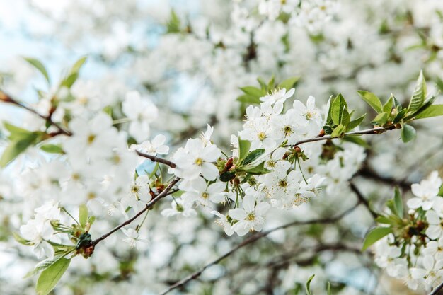 Weiß blühender Baum hautnah. Kirsche, Apfel, Sakura-Obstgarten. Frühlingsblätter, organische Pflanze, Blüte