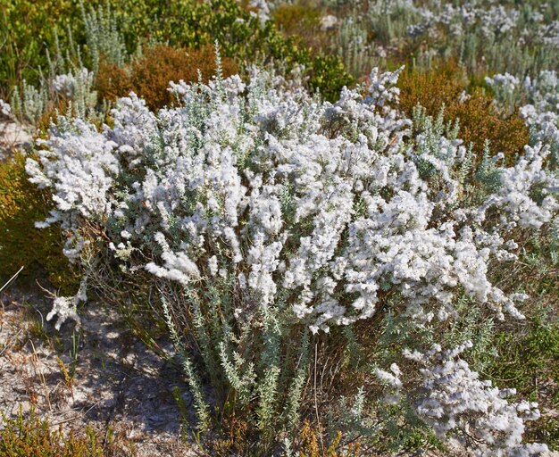 Weiß blühender Busch mit anderen Fynbos auf einem sandigen Feld in einem südafrikanischen Nationalpark Landschaftlich reizvolle Umgebung von Pflanzen mit Sträuchern und Blumen, die in der Natur in der Nähe des Tafelbergs wachsen