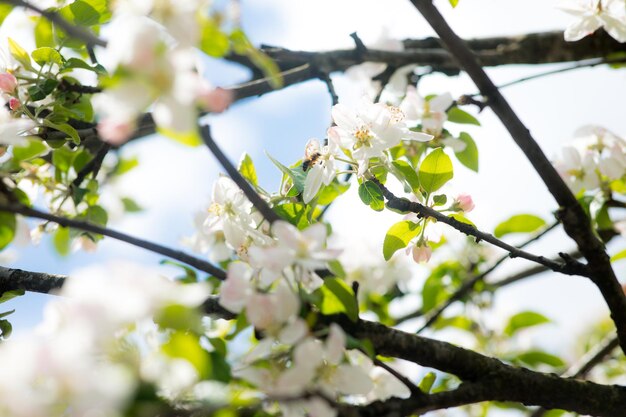 Weiß blühender Kirschblütenzweig vor blauem Himmel