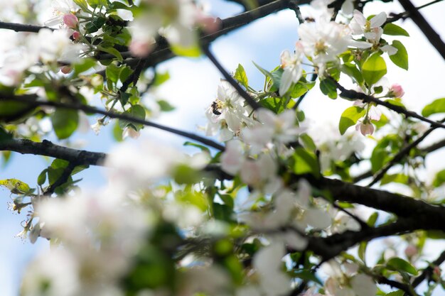 Weiß blühender Kirschblütenzweig vor blauem Himmel