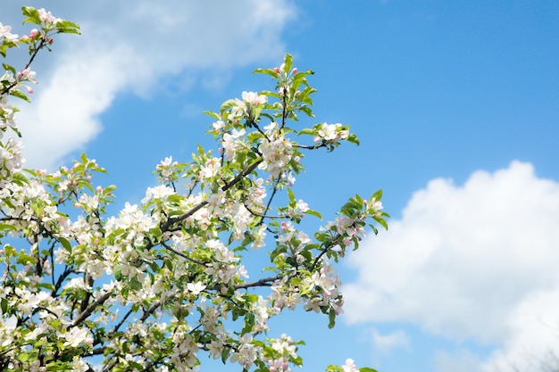 Weiß blühender Kirschblütenzweig vor blauem Himmel