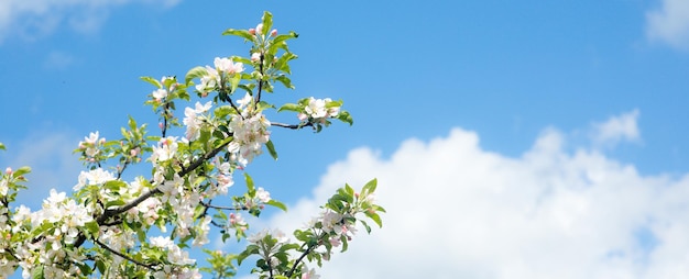 Weiß blühender Kirschblütenzweig vor blauem Himmel