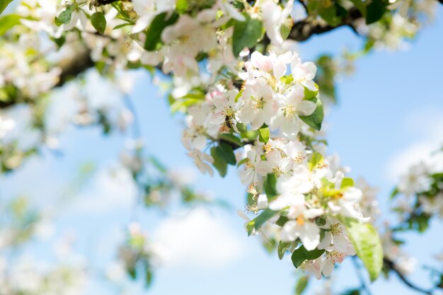 Weiß blühender Kirschblütenzweig vor blauem Himmel