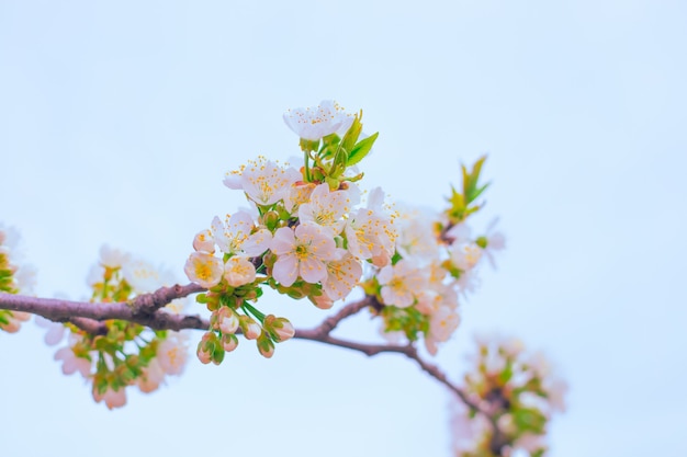 Weiß blühender Zweig des Sakura-Obstbaums gegen den Himmel