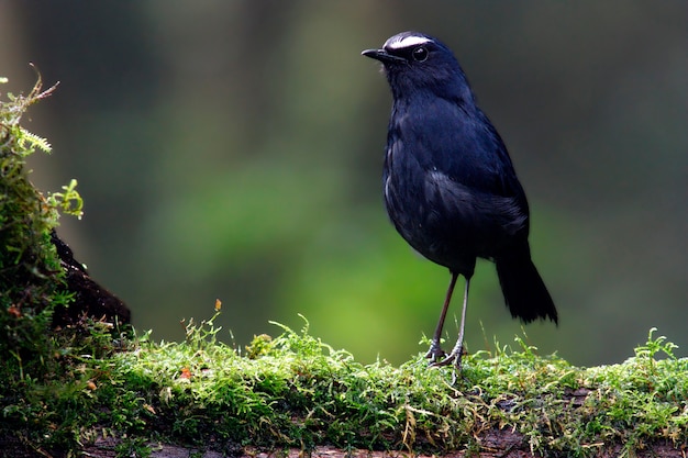 Weiß-brauntes Shortwing Brachypteryx montana schöne männliche Vögel von Thailand