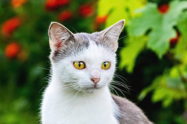 Weiß gefleckte Katze hautnah im Garten auf verschwommenem Hintergrund