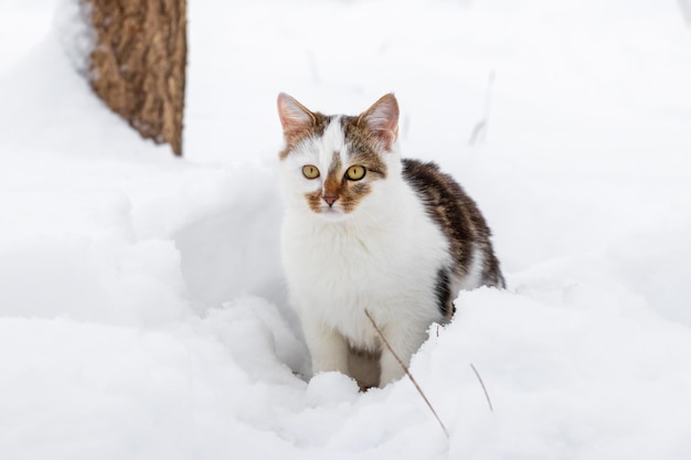 Weiß gefleckte Katze im Schnee im Winter