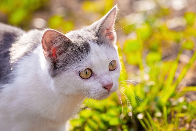 Weiß gefleckte Katze mit genauerem Blick aus nächster Nähe im Garten bei sonnigem Wetter