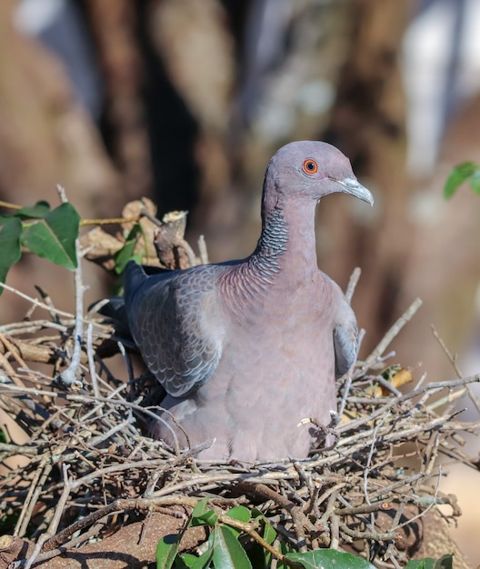 Weiß geflügeltes Taubenweibchen im Nest.