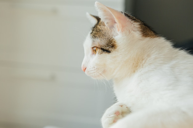 Weiß gestreifte Katze liegt auf einem Sofa, süße Katze