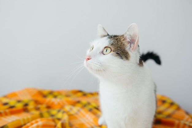 Weiß gestreifte Katze Lustige spielende Katze