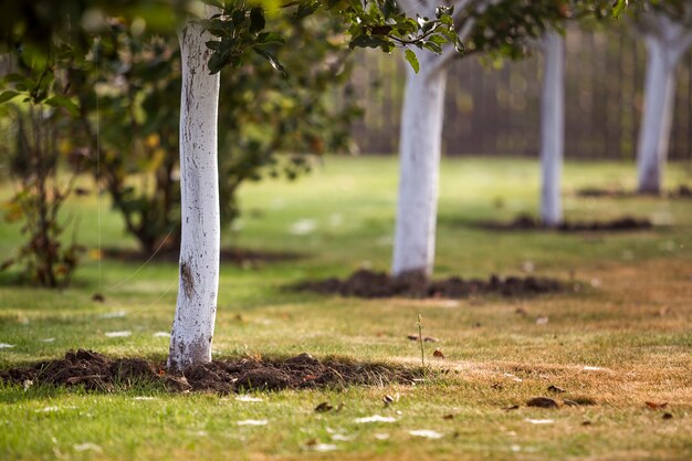 Weiß getünchte Baumrinde, die im sonnigen Obstgarten wächst