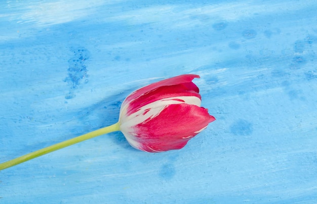 Weiß mit roten Streifen auf Blütenblatttulpe Weiße Tulpe mit roten Streifen im Garten