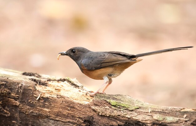 Weiß-rumped Shama, Ansicht schön