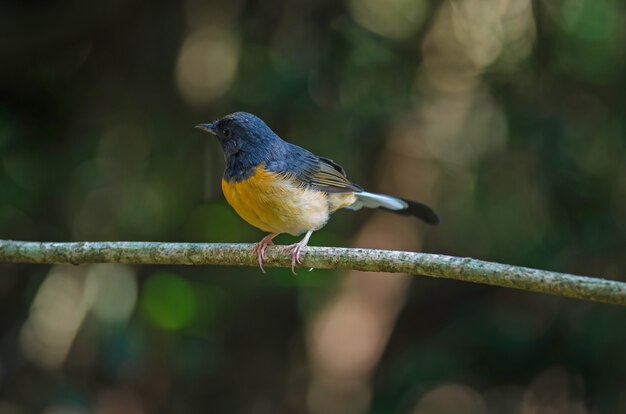 Weiß-rumped Shama, der auf einer Niederlassung steht