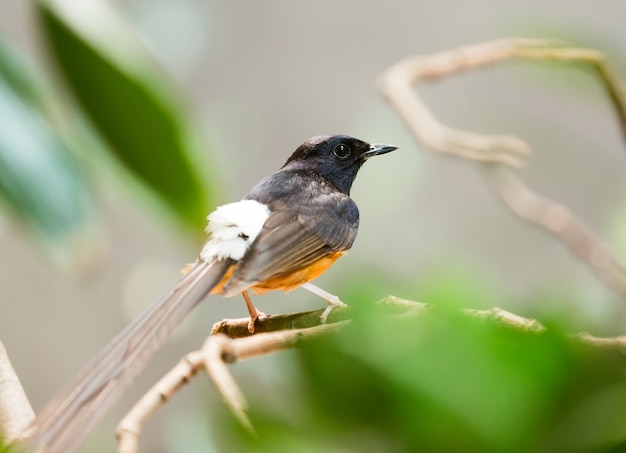 weiß-rumped Shama