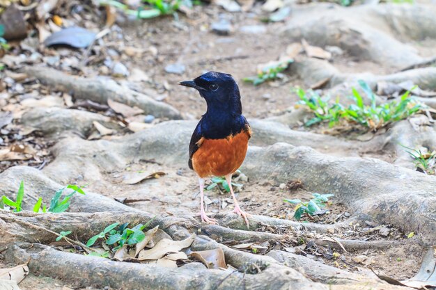 Weiß-Rumped Shama