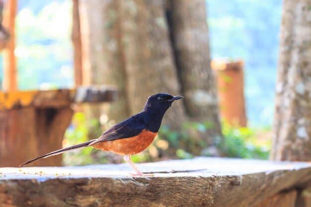 Weiß-Rumped Shama