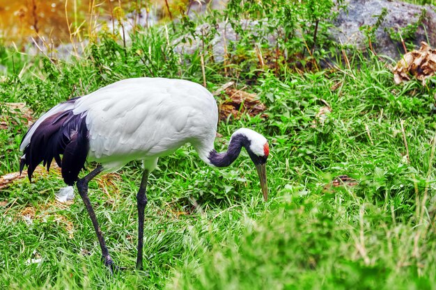 Weiß - schwarzer Reiher im grünen Busch in der Natur.