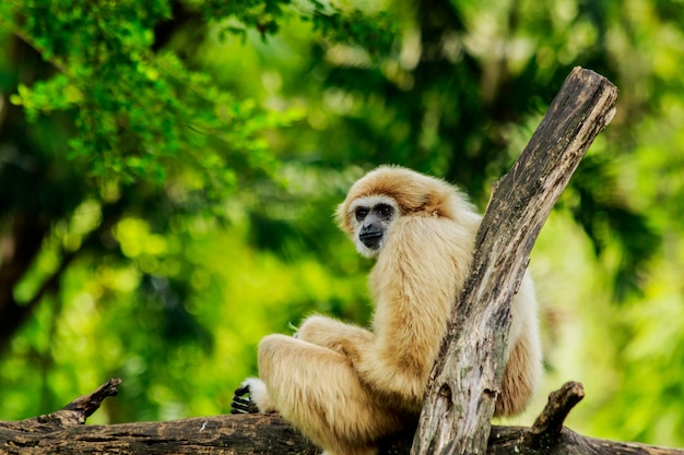 Weiß übergebener Gibbon, der in einem Baum in der Natur sitzt.