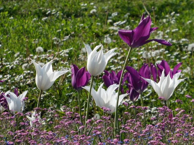 Weiß und violett Untypisch aussehende Tulpen mit ihren offenen Knospen