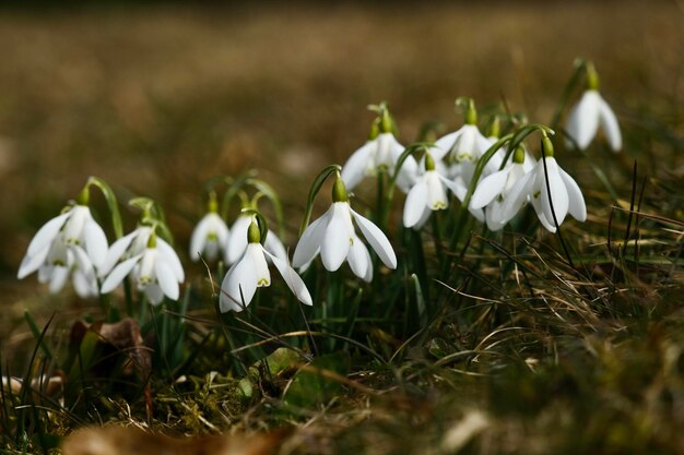 Weiß wachsende Krokusse, die aus dem Boden wachsen