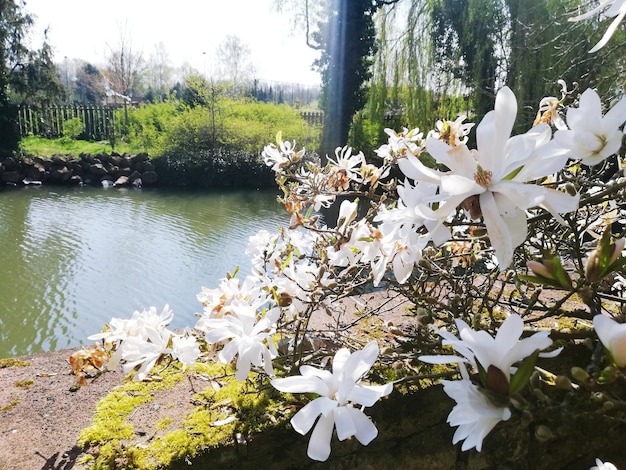 Foto weißblühende pflanzen nach seen