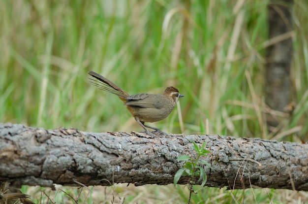 Weißbrauner Laughingthrush-Vogel (Garrulax sannio)