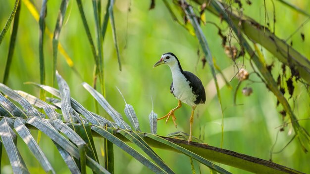 Weißbrust-Wasserhuhn steht auf den Wedeln