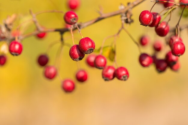 Weißdorn auf einem Busch im Herbst auf unscharfem gelbem Hintergrund