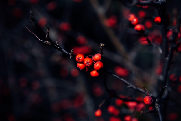 Foto weißdornbaum im herbst mit roten beeren nahaufnahme selektiver fokus weiche unschärfe abstrakter natürlicher hintergrund der pflanze