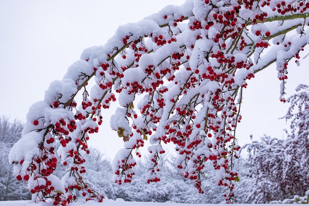 Weißdornbaum mit Früchten und anhaftendem Schnee