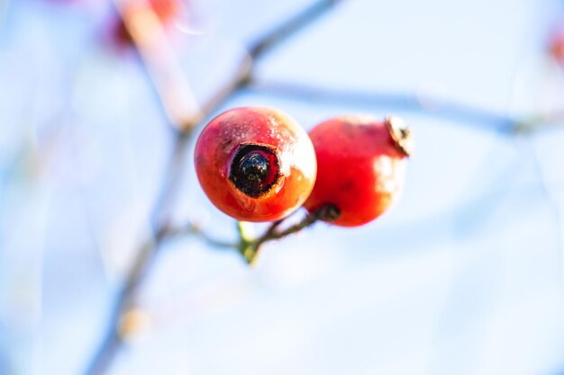 Weißdornbeeren auf einem kahlen Ast